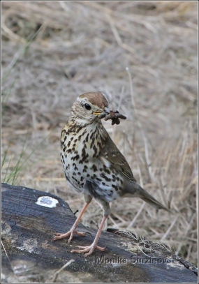 <p>DROZD ZPĚVNÝ (Turdus philomelos) /Song thrush - Singdrossel/</p>